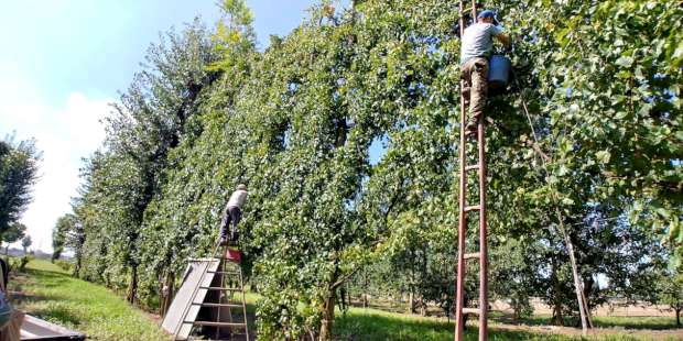 Cantina I Borboni, dedizione della famiglia Numeroso all’Asprinio